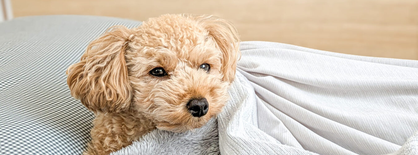 愛犬の日常的な健康管理